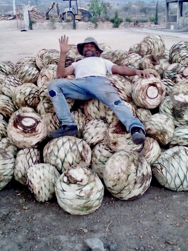 Maestro Onofre tapando maguey Tobalá