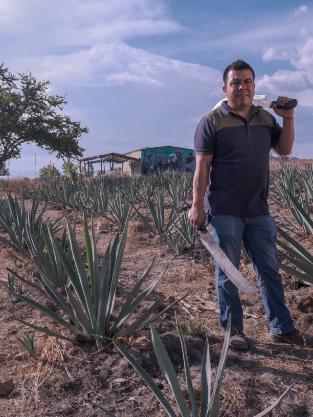Rolando en predio magueyes Minas