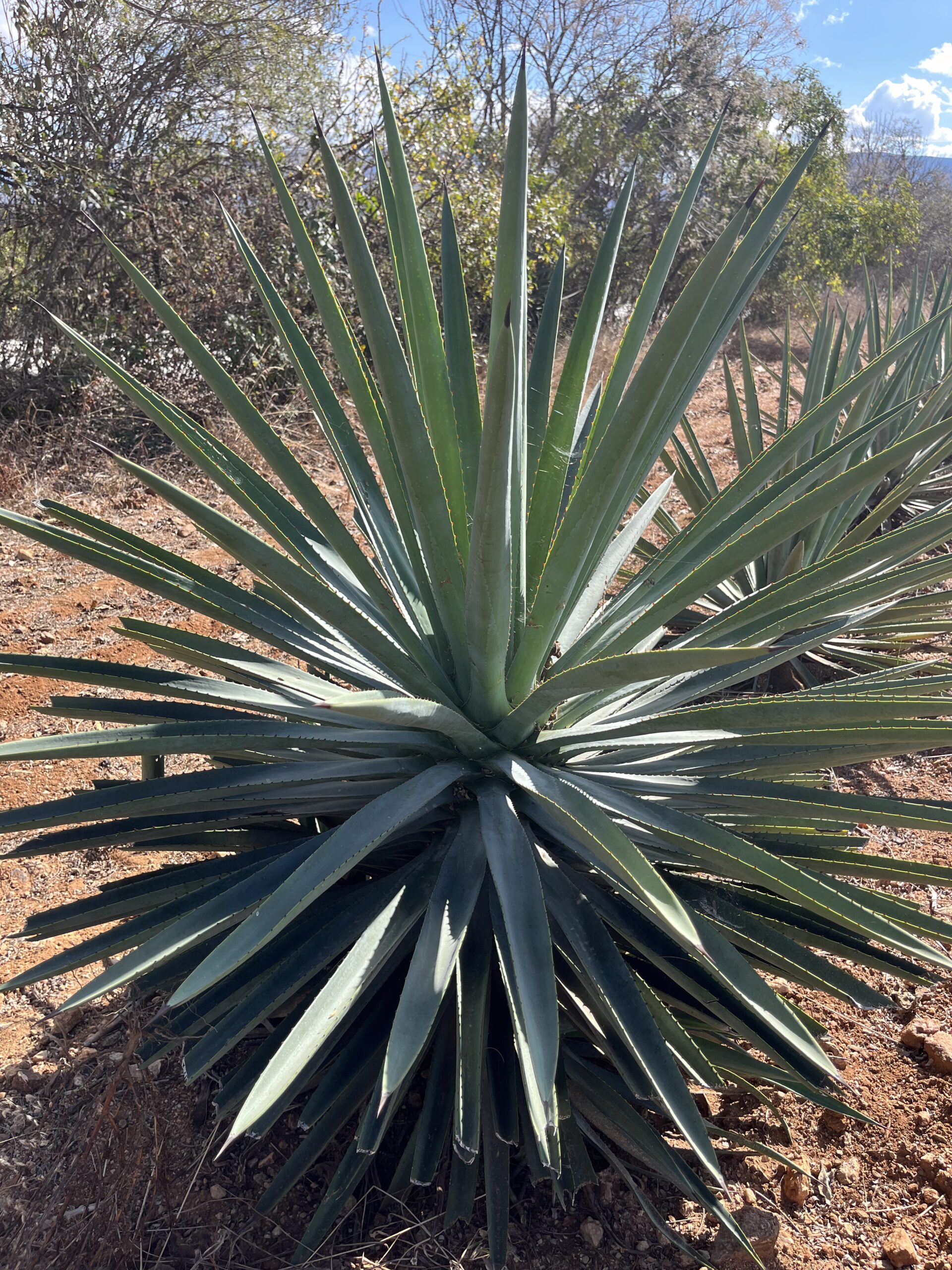 MEXICANO-AMATENGO-scaled.jpg